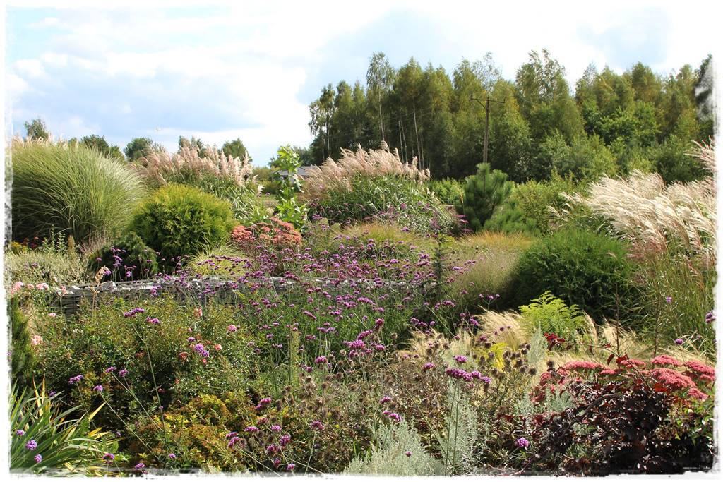 Miskant w ogrodzie aranżacje 203f Miskant w ogrodzie aranżacje 203f