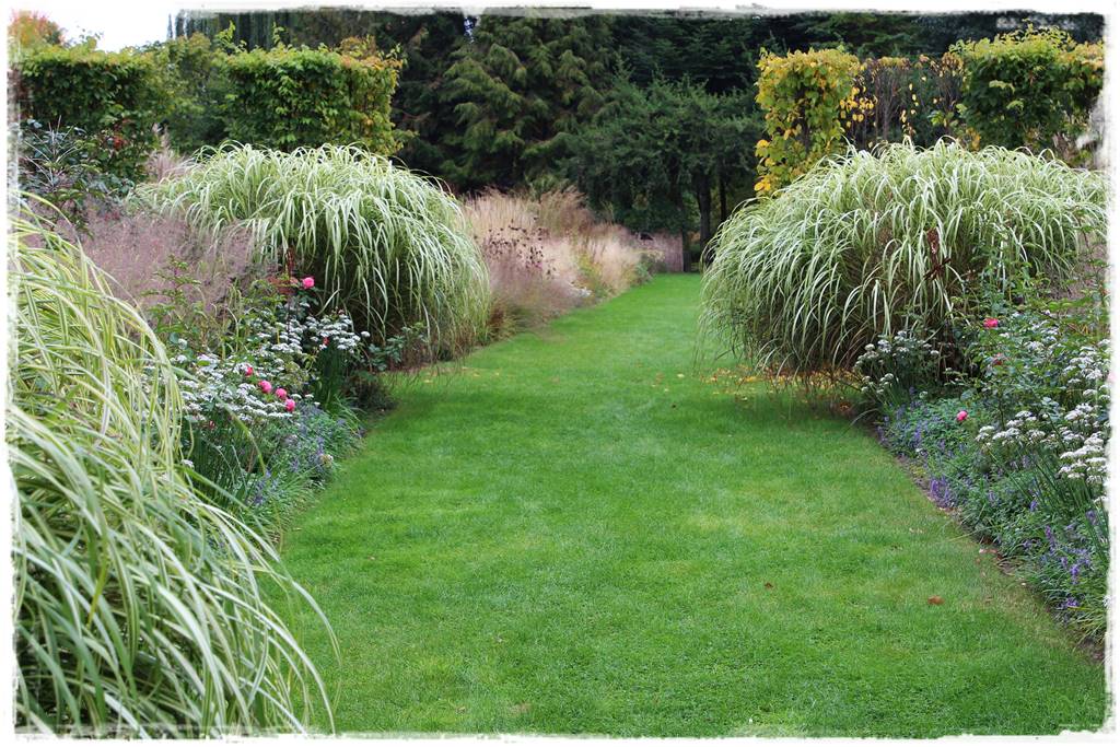 Miskant w ogrodzie aranżacje 206 Miskant w ogrodzie aranżacje 206