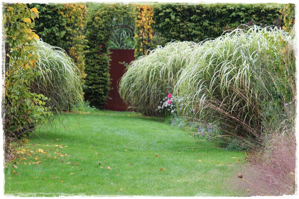 Miskant w ogrodzie aranżacje 206b Miskant w ogrodzie aranżacje 206b