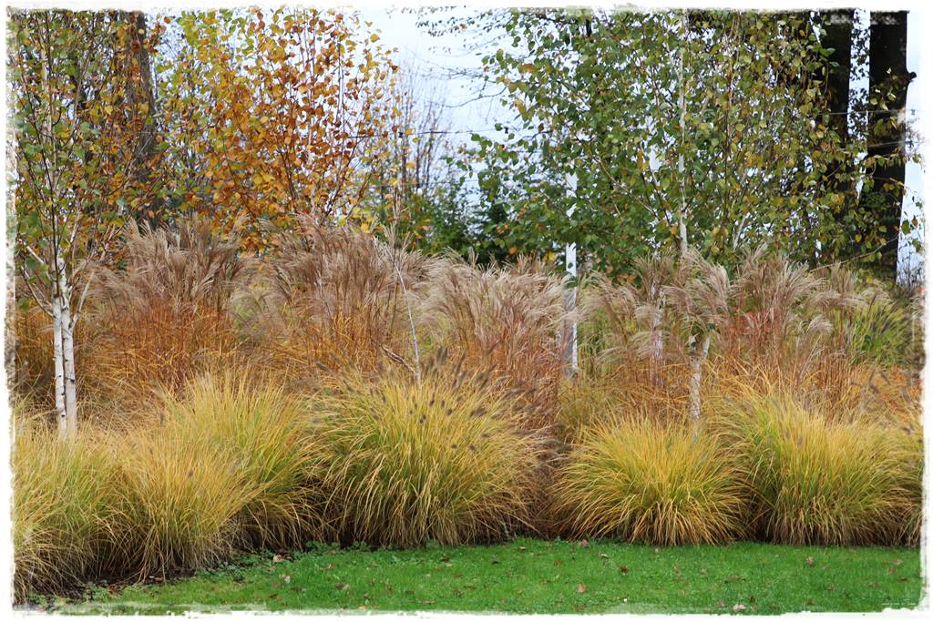 Miskant w ogrodzie aranżacje 207b Miskant w ogrodzie aranżacje 207b