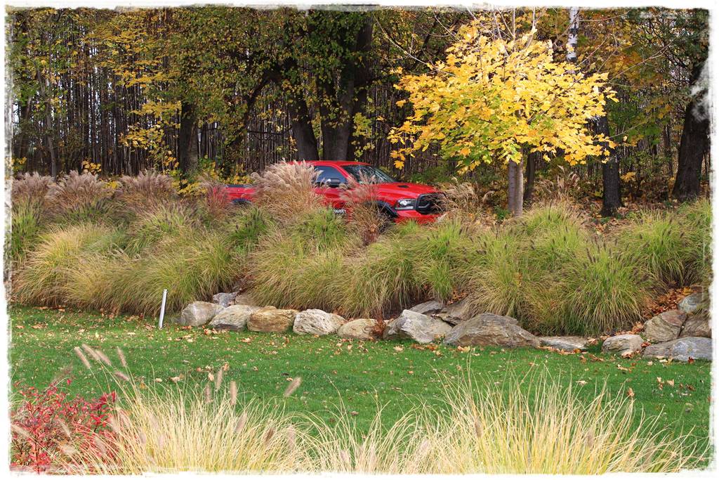 Miskant w ogrodzie aranżacje 207c Miskant w ogrodzie aranżacje 207c