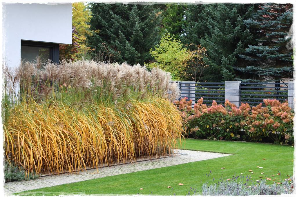 Miskant w ogrodzie aranżacje 208c Miskant w ogrodzie aranżacje 208c