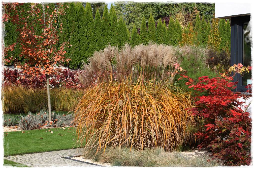 Miskant w ogrodzie aranżacje 208d Miskant w ogrodzie aranżacje 208d