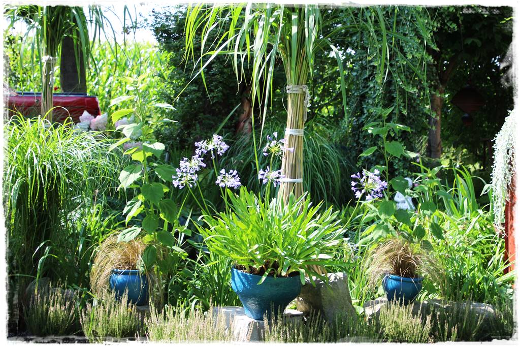 Miskant w ogrodzie aranżacje 210c Miskant w ogrodzie aranżacje 210c