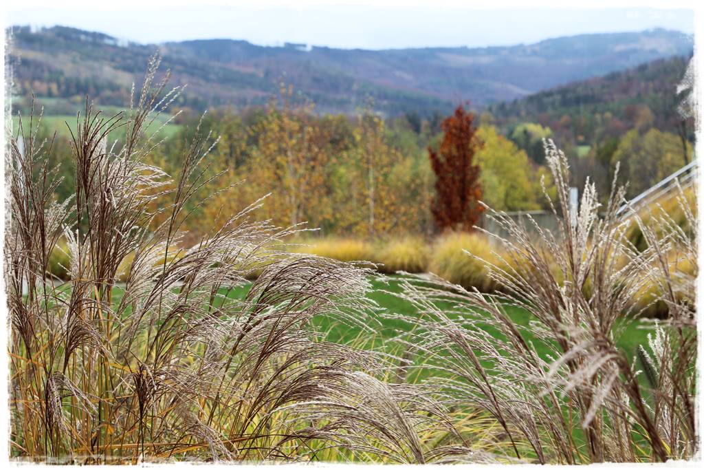 Miskant w ogrodzie aranżacje 4 Miskant w ogrodzie aranżacje 4