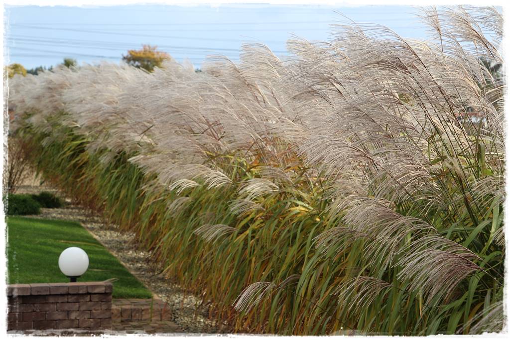 Miskant w ogrodzie aranżacje 5b Miskant w ogrodzie aranżacje 5b