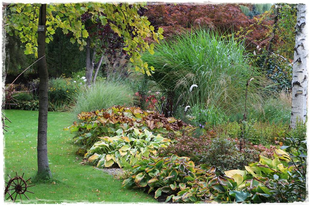 Miskant w ogrodzie aranżacje 5e Miskant w ogrodzie aranżacje 5e