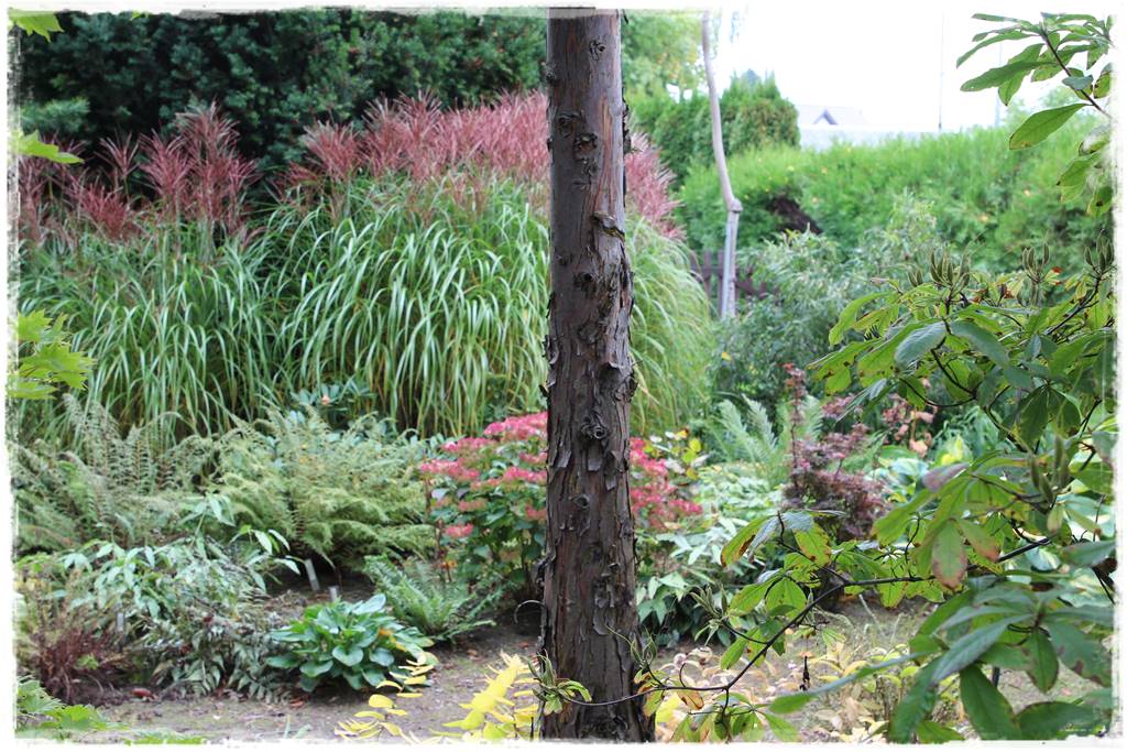 Miskant w ogrodzie aranżacje 6