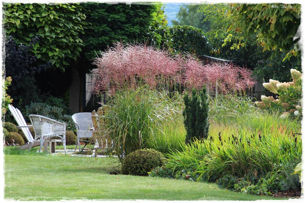 Miskant w ogrodzie aranżacje 7