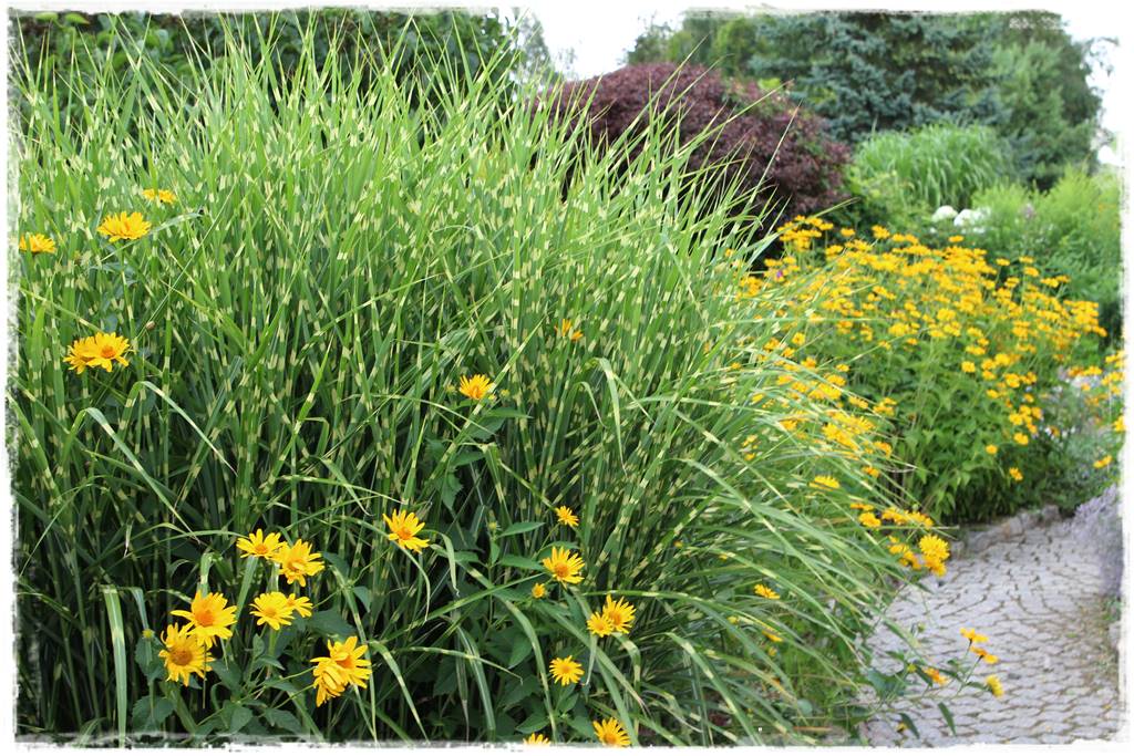 Miskant w ogrodzie aranżacje 8