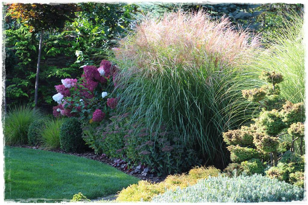 Miskant w ogrodzie aranżacje 9