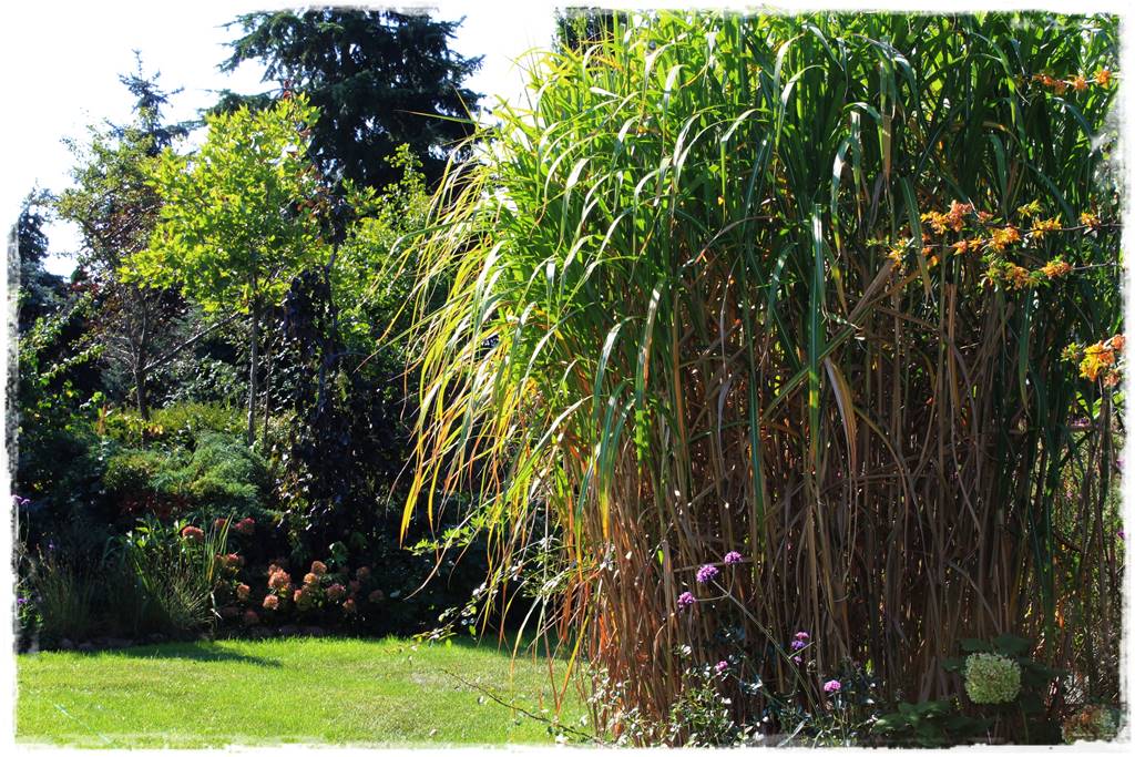 Miskant w ogrodzie aranżacje 9a