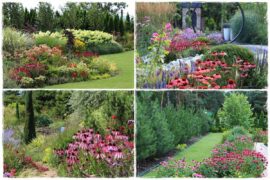 Rabata z jeżówkami 1