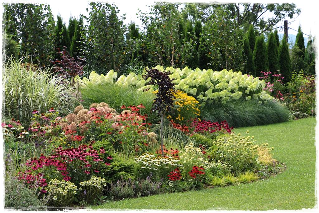 Rabata z jeżówkami 10 Rabata z jeżówkami 10