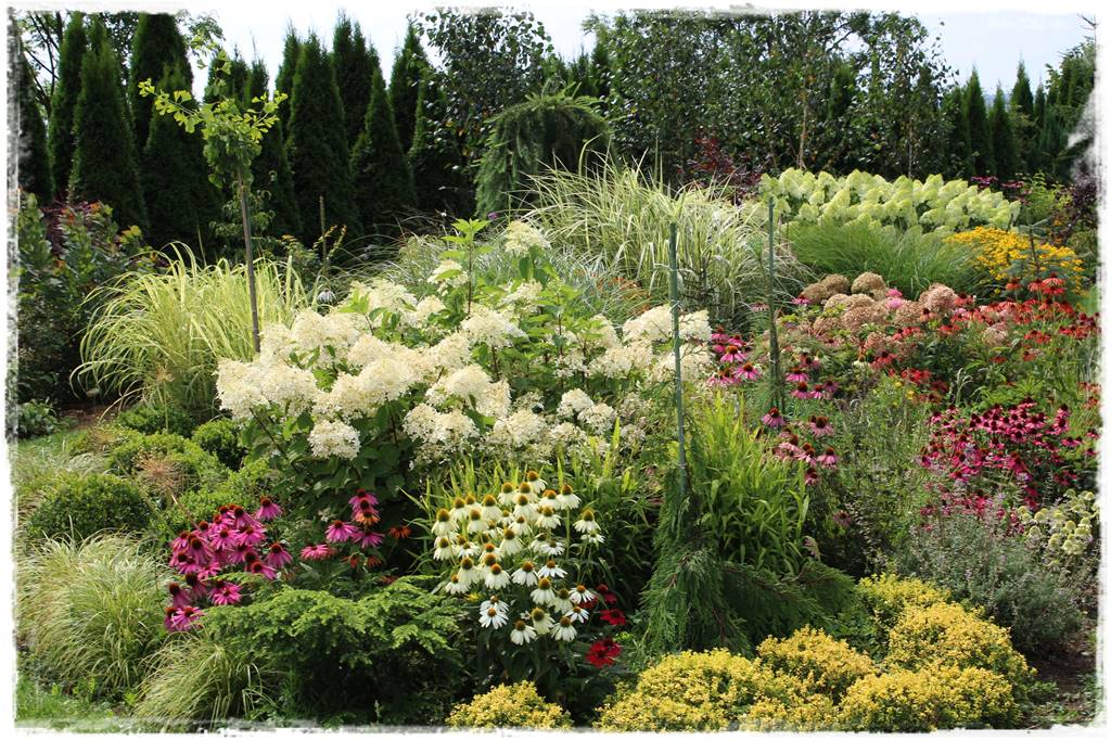 Rabata z jeżówkami 12 Rabata z jeżówkami 12