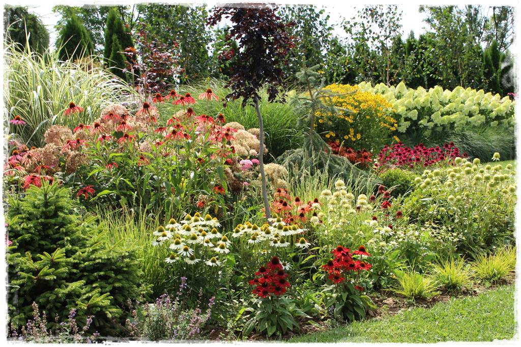 Rabata z jeżówkami 13 Rabata z jeżówkami 13