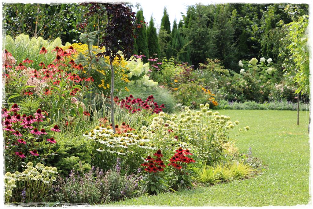 Rabata z jeżówkami 2 Rabata z jeżówkami 2