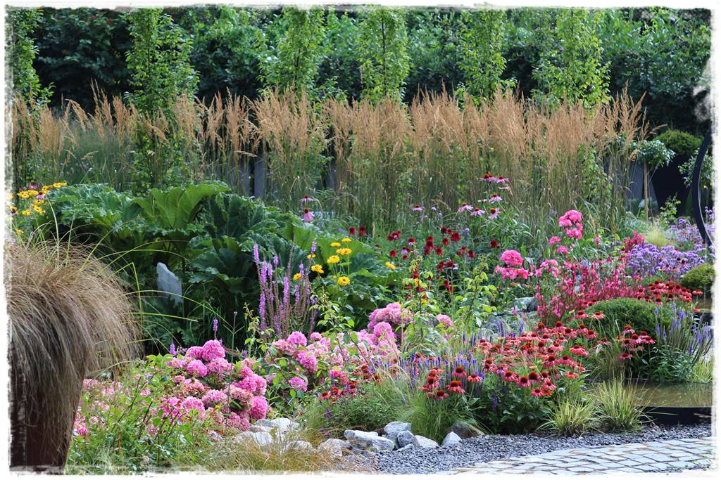 Rabata z jeżówkami 21 Rabata z jeżówkami 21