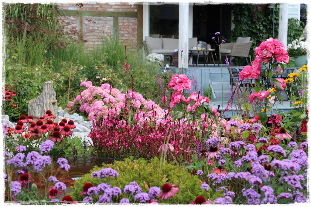 Rabata z jeżówkami 22 Rabata z jeżówkami 22