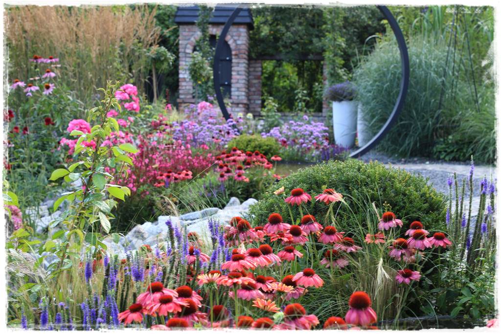 Rabata z jeżówkami 23 Rabata z jeżówkami 23