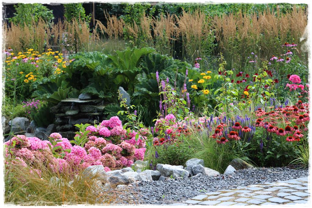 Rabata z jeżówkami 24 Rabata z jeżówkami 24