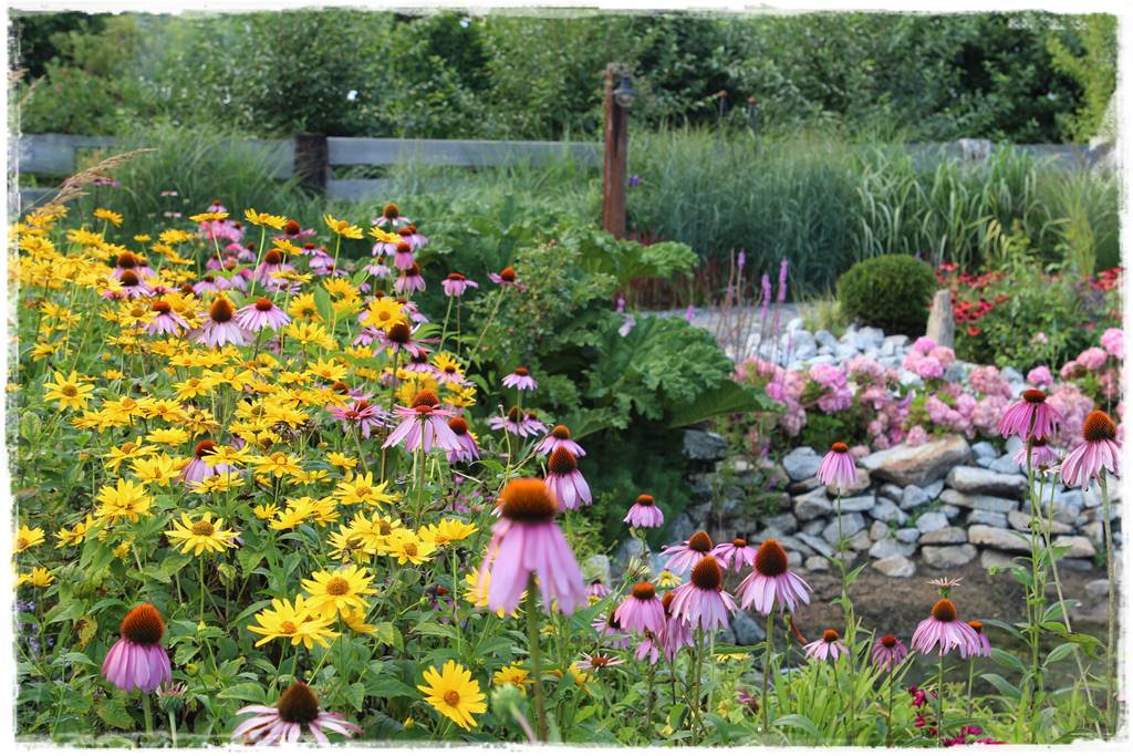 Rabata z jeżówkami 3 Rabata z jeżówkami 3