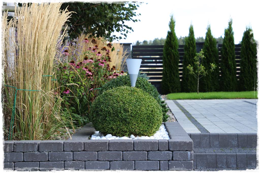 Rabata z jeżówkami 31 Rabata z jeżówkami 31