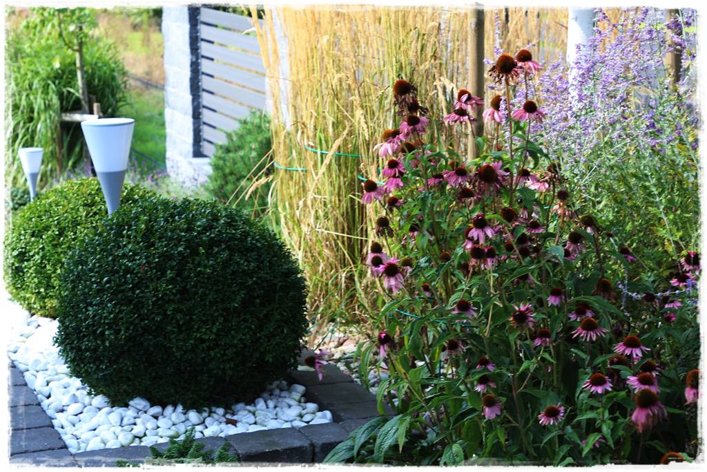 Rabata z jeżówkami 32 Rabata z jeżówkami 32