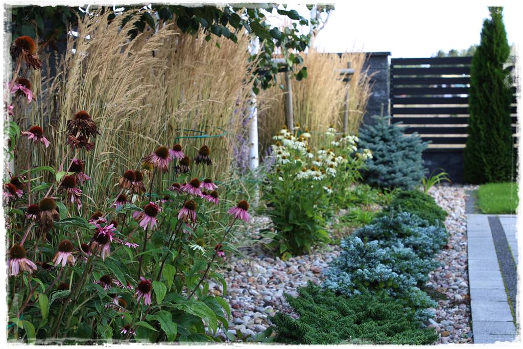 Rabata z jeżówkami 33 Rabata z jeżówkami 33