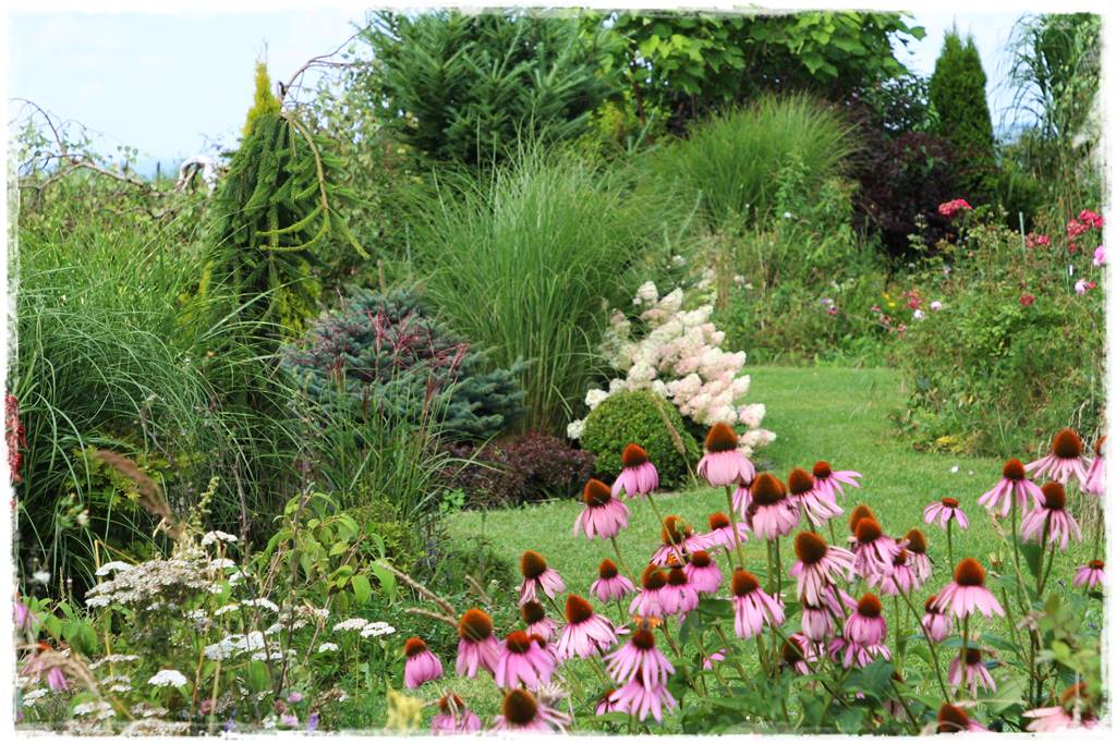 Rabata z jeżówkami 4 Rabata z jeżówkami 4