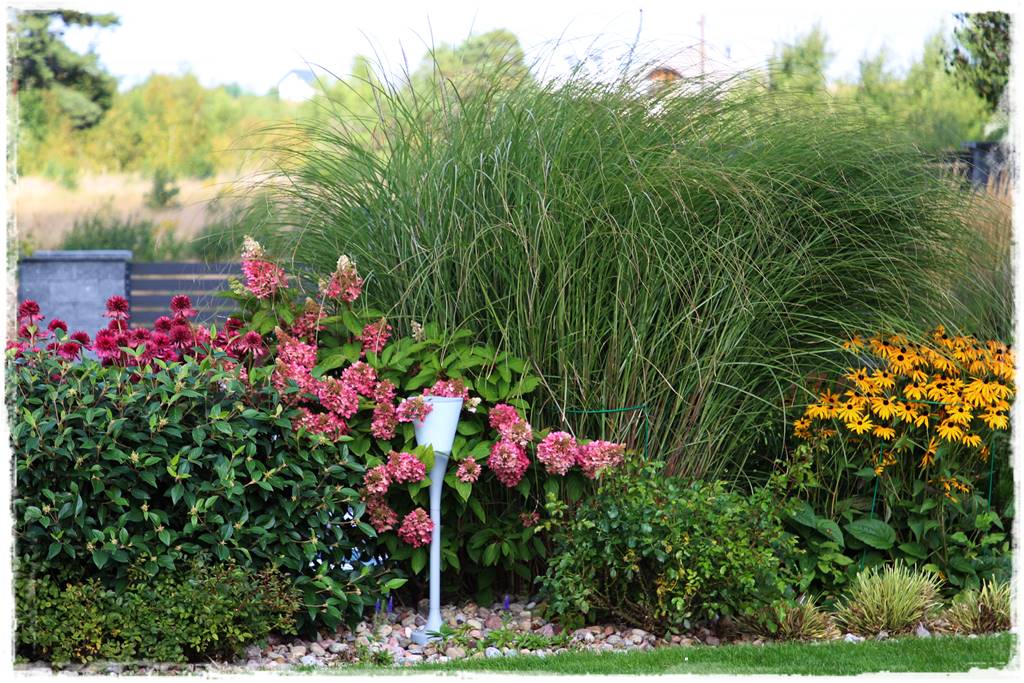 Rabata z jeżówkami 40 Rabata z jeżówkami 40