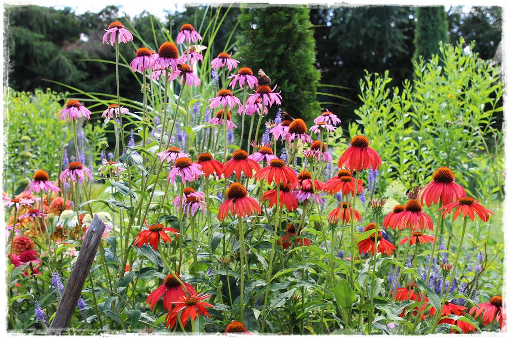 Rabata z jeżówkami 4b Rabata z jeżówkami 4b