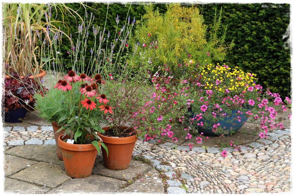 Rabata z jeżówkami 5