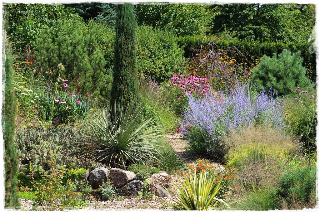 Rabata z jeżówkami 50 Rabata z jeżówkami 50