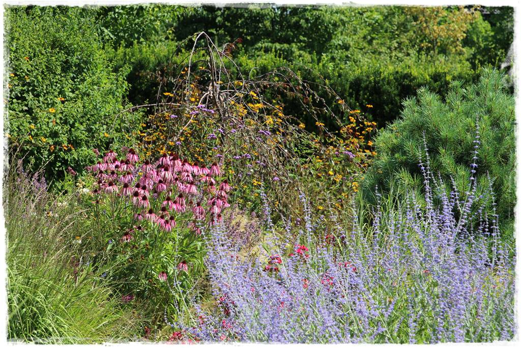 Rabata z jeżówkami 51 Rabata z jeżówkami 51