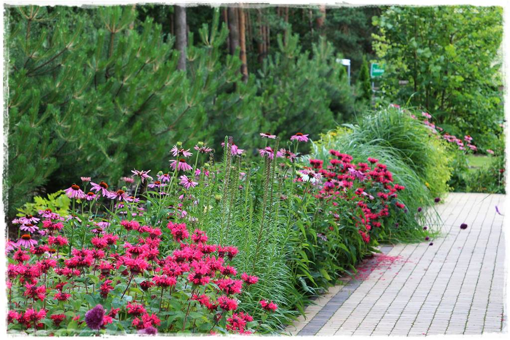 Rabata z jeżówkami 60 Rabata z jeżówkami 60