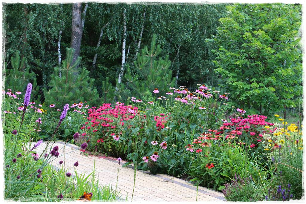 Rabata z jeżówkami 61 Rabata z jeżówkami 61