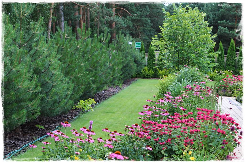 Rabata z jeżówkami 63 Rabata z jeżówkami 63