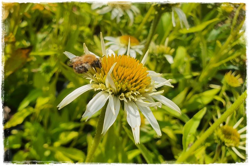 Rabata z jeżówkami 8 Rabata z jeżówkami 8