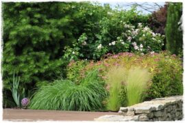 Tawuła japońska cięcie 1