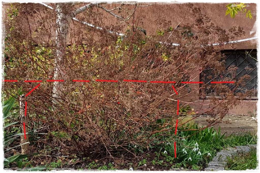 Tawuła japońska cięcie 10