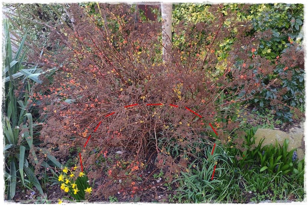 Tawuła japońska cięcie 12a