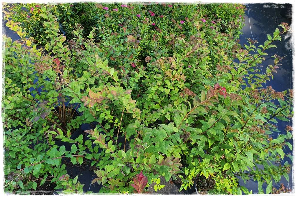 Tawuła japońska cięcie 15