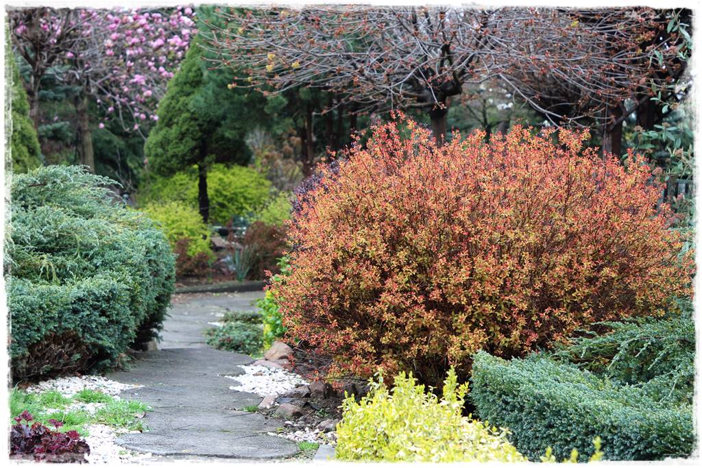 Tawuła japońska cięcie 2