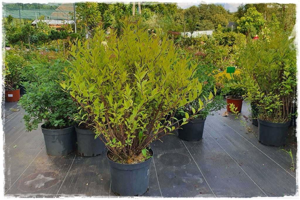 Tawuła japońska cięcie 20