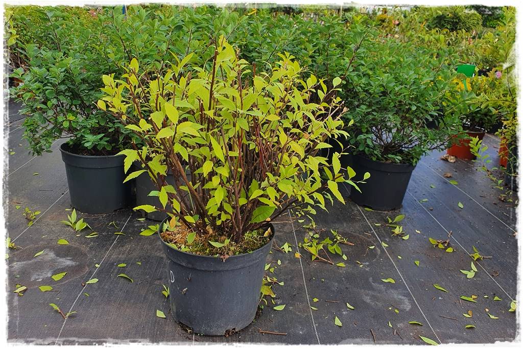 Tawuła japońska cięcie 21