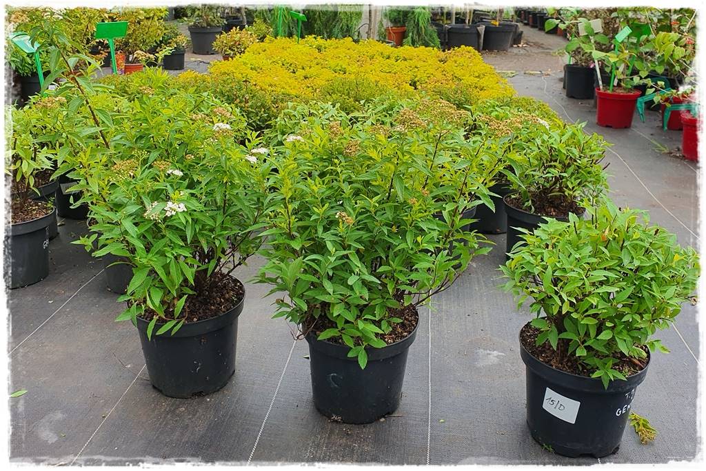 Tawuła japońska cięcie 22