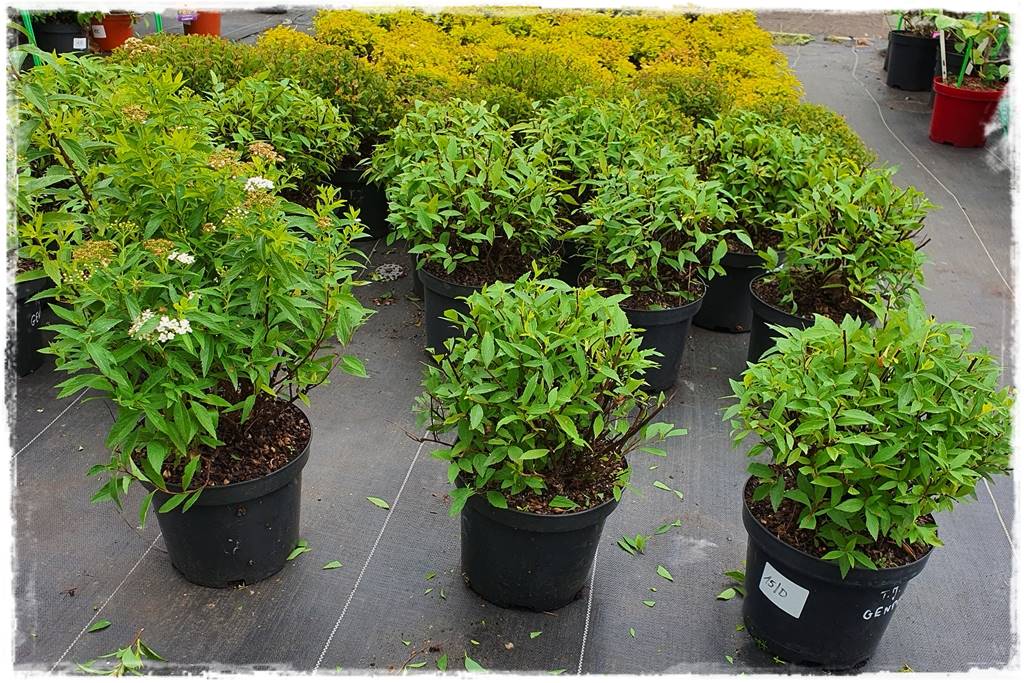 Tawuła japońska cięcie 23