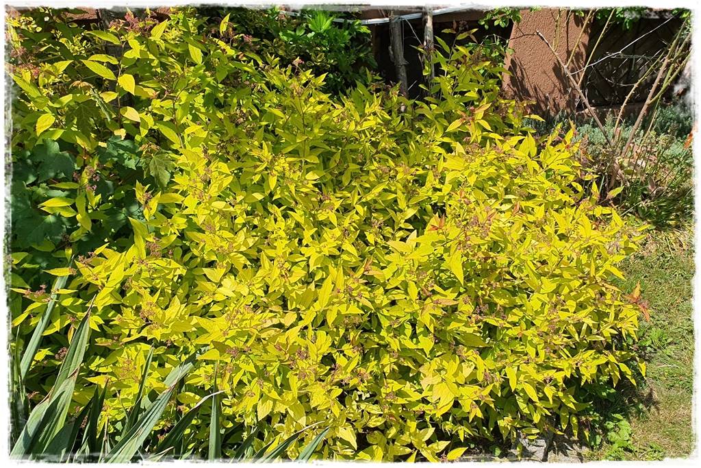 Tawuła japońska cięcie 3