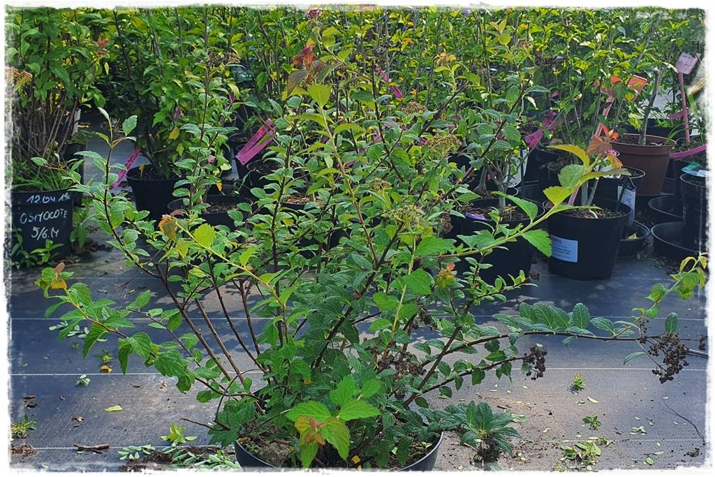 Tawuła japońska cięcie 30